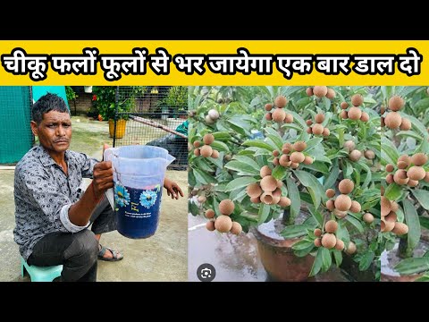 चीकू फलों फूलों से भर जायेगा एक बार डाल दो