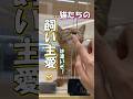 飼い主への愛情が半端ない猫 #海外 #動物 #funnyanimals