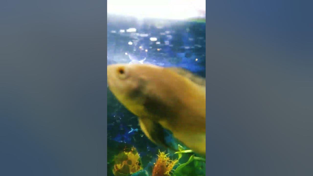 today-i-will-show-how-oscar-fish-eat-food-short-viral-oscars-youtube