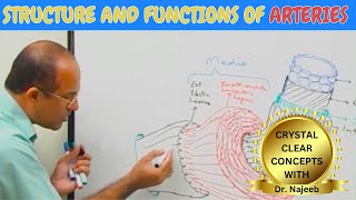 Arteries | Structure and functions🩺