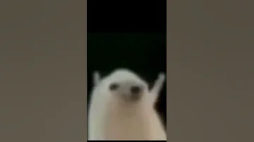 Ahmad Mohsen Hedgehog Extended Version Ahmadmohsen Ahmad Mohsen Hedgehog Meme Memehedgehog 