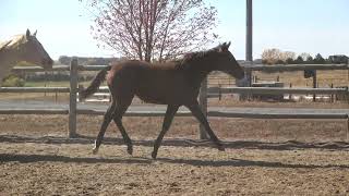 VS Code Red 2024 Filly