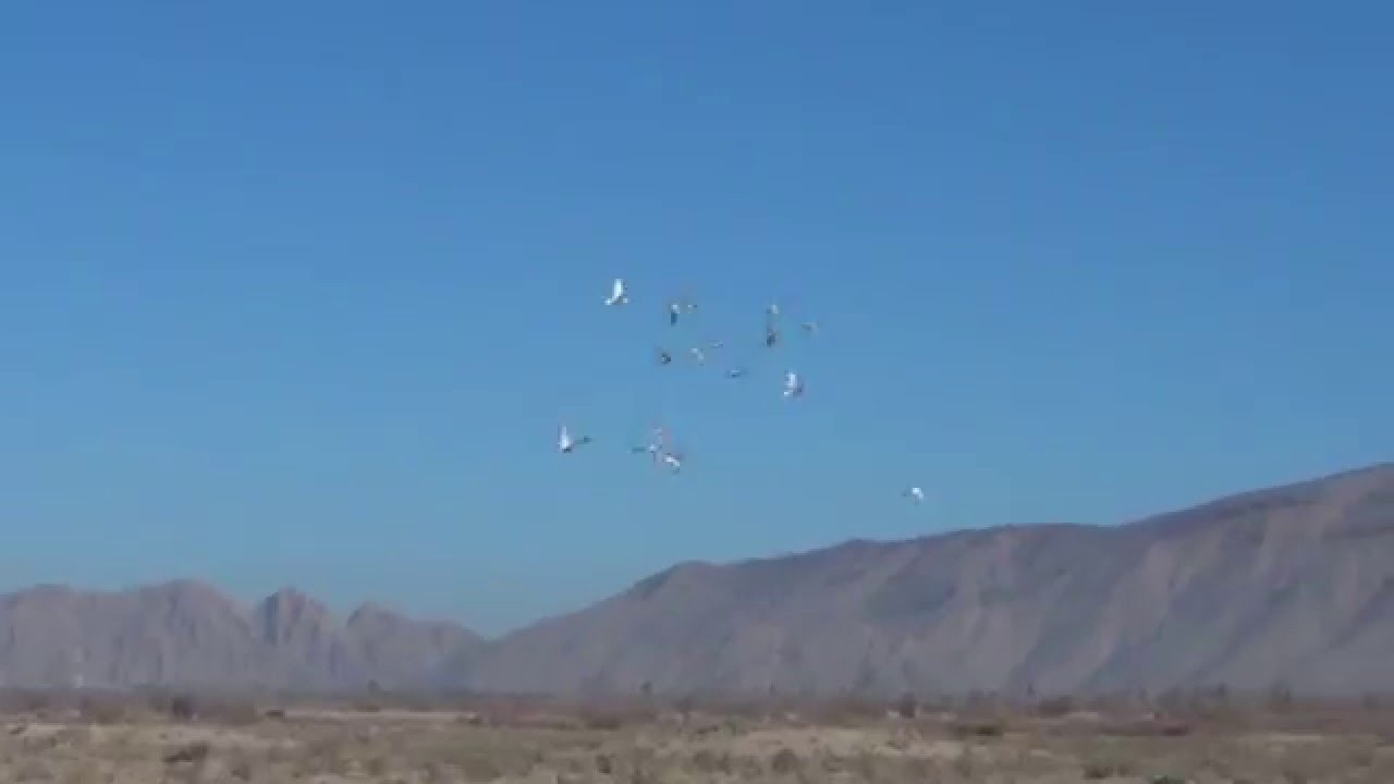 BPRA:My Pigeon toss-50  km -Quetta Racing Pigeons