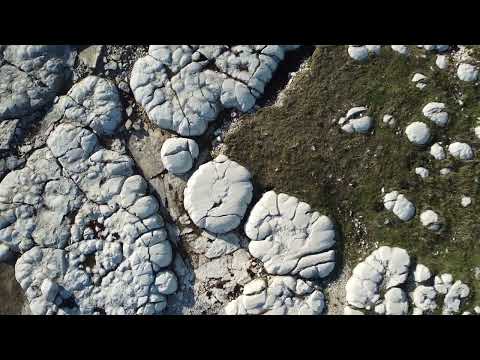 Video: The Thrombolites of Flower's Cove, Newfoundland-besoekersgids