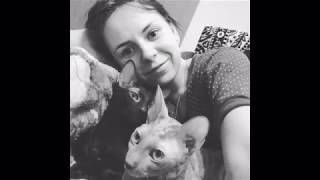 Cornish rex(корниш рекс) - funny cats one love Cornish rex(корниш рекс) - funny cats one love