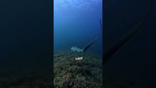Hiu Ini Punya Ekor Kayak Cambuk 😳🦈⚡