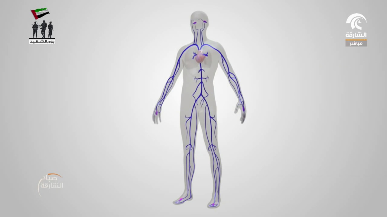 Buus Bodies 2