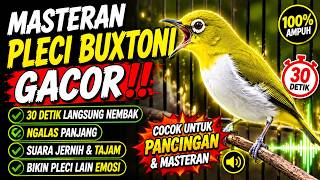 🔵 MASTERAN PLECI BUXTONI GACOR 30 DETIK LANGSUNG NEMBAK NGALAS PANJANG‼️ #plecibuxtoni