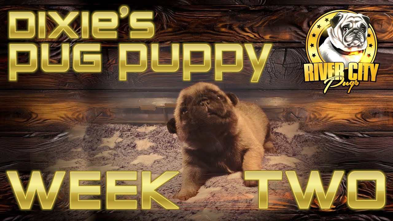 Pug Puppy With Mommy  (Week Two) Update
