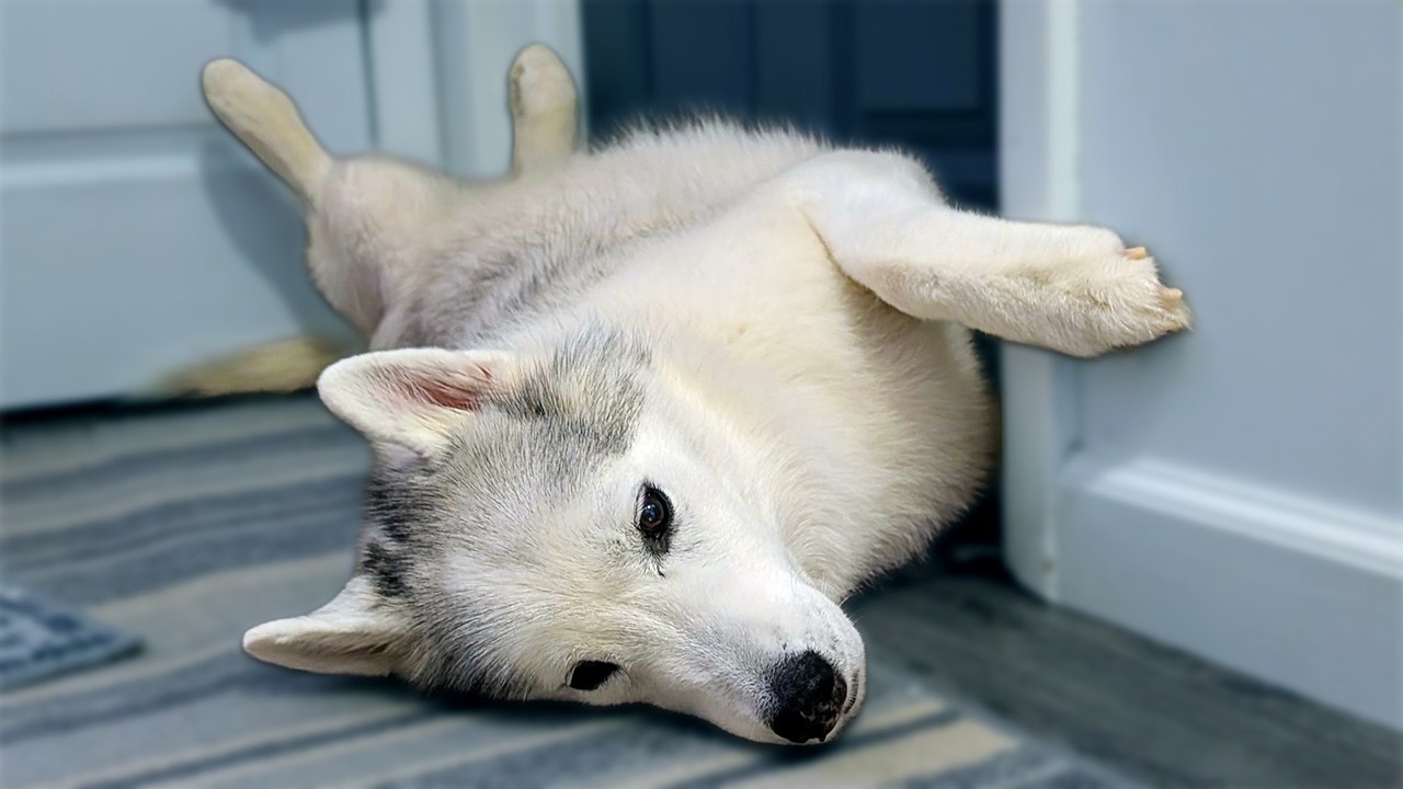 My Husky is OVER this Treacherous Weather!