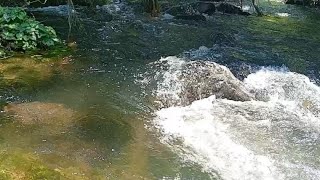 @River Belik Jambu40@