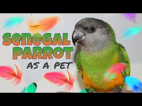 Video: Hranjenje i vježbanje vašeg Pionus papagaja