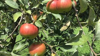 The Problem with Disease Resistant Apple Trees