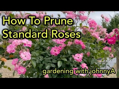 How to Prune  Standard or Tree Roses - Full Demonstration PLUS When to Fertilise Roses.