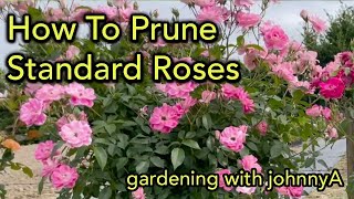 How to Prune Tree Roses or Standard Roses - Demonstration PLUS Results.