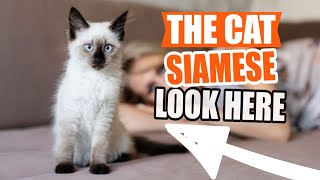 The SIAMESE CAT (Information and Personality Traits)