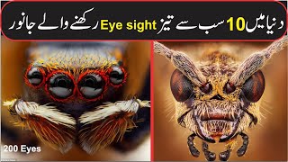 How Animals See The World | The Most Amazing Animal eyes | Animal Vision Comparison