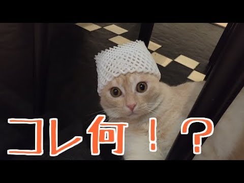 猫に帽子をかぶせてみた♪