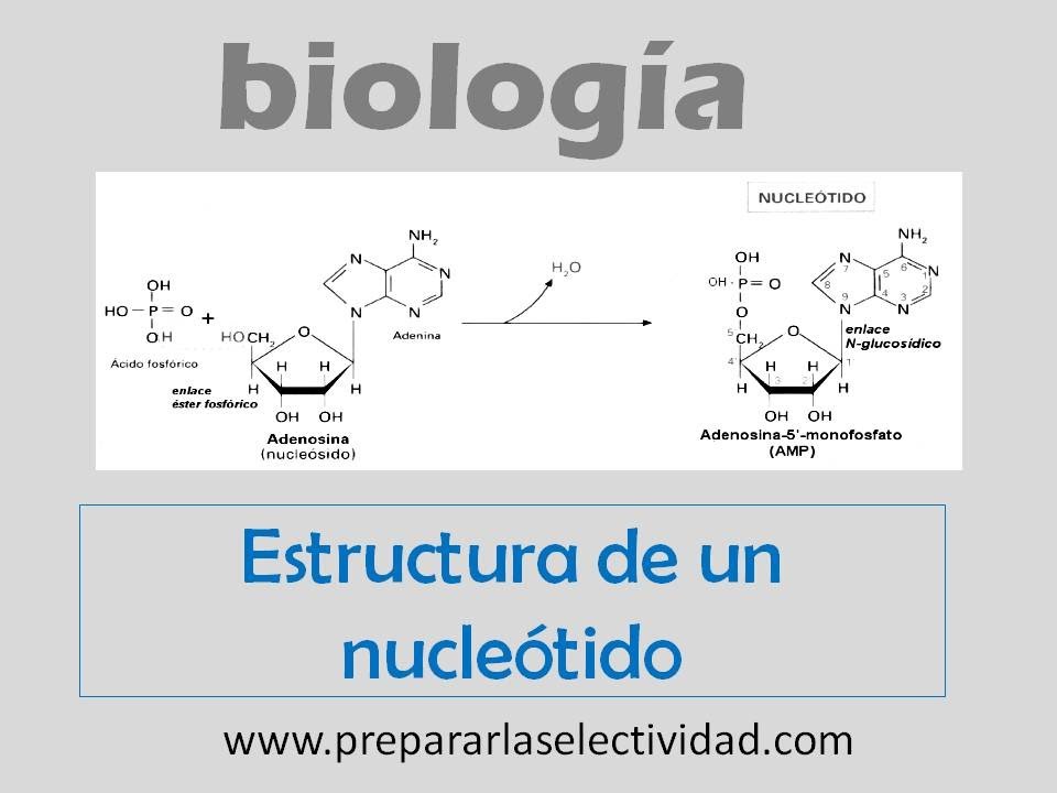 Estructura De Un Nucleotido Youtube