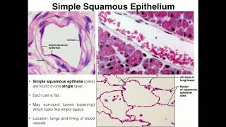 A&P I Lab | Exercise 4: Histology & Tissues