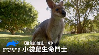 袋鼠奇蹟逃過全身癱瘓重傷的小袋鼠鱷魚拍檔這一家動物星球頻道