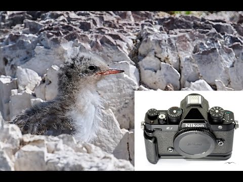 Птенцы чайки в дикой природе. Видео на Nikon Zf + 500 F4G