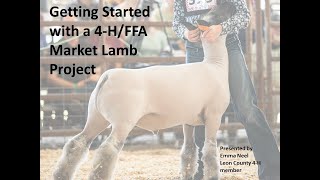 Getting Started With a 4 H Market Lamb Project