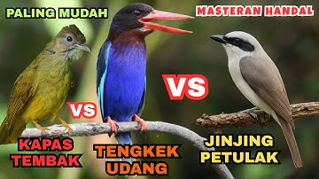 JINJING PETULAK, TENGKEK UDANG, KAPAS TEMBAK — Masteran Handal Paling Mudah Diingat Burung
