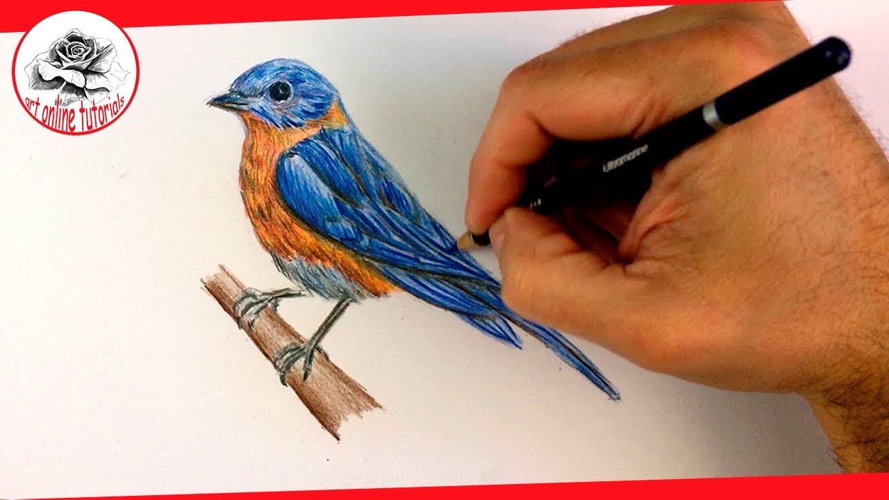 How To Draw A Realistic Bird