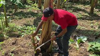 Si Eliges Estas Yemas Tendrás Racimos Grandes Y Serás Más Productivo En Los Cultivos De Plátanos.