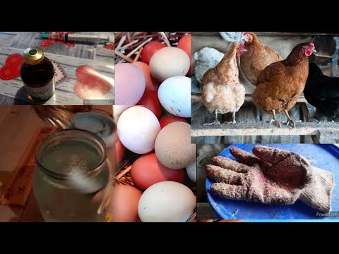 ‼️Так делать не нужно!// На этих кормах куры несутся 100%//Цыплят полный брудер!//Hens, chickens