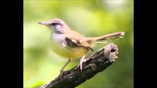 Mp3 Suara Burung Perenjak Download bursa burung