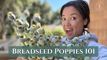 A Guide to Breadseed Poppies | Turbow Farms