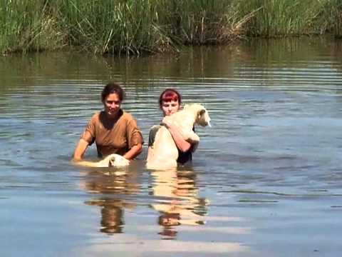 Swimming with lion cubs at the Lion Park - South A...