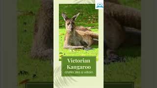 5 Funniest wildlife photos #shorts #viralshorts #youtubeshorts