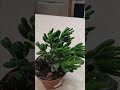 How to care for Gollum Jade houseplant growth guide #plant #gardening #plants #tutorial #tutorials