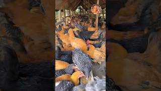 How to Golden mishri farming (#194) 🧺🐓 #shorts #shortsfeed #shortsvideo #viralvideo