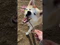 Akita akitainu   