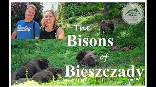 Visiting The Bisons Of Bieszczady, Poland