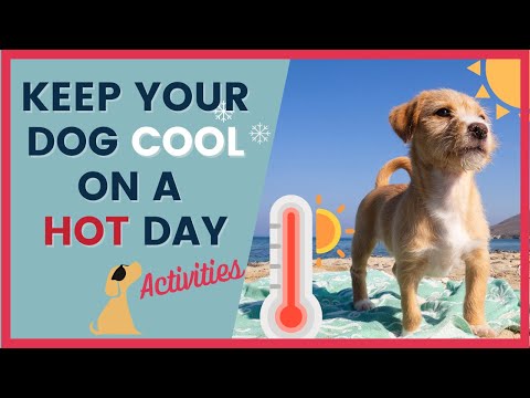 Videó: Túl meleg a kutya eljutásához? Itt van egy egyszerű módja annak, hogy megtudja