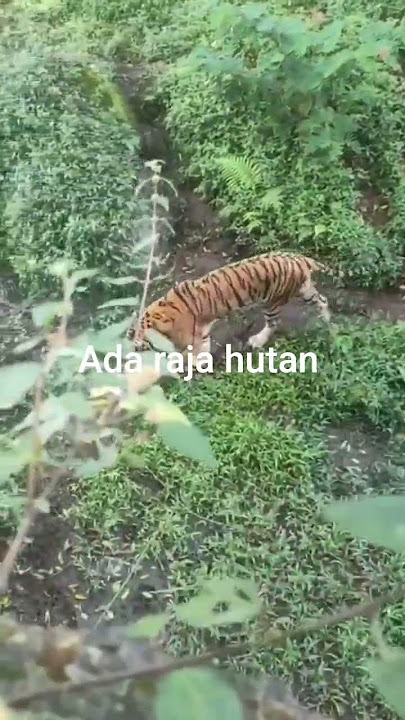 ada tamuyang tak d undang