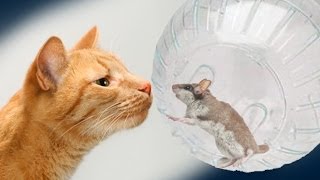 Mouse Makes Contact by Talking Animals 1,003,114 views 10 years ago 1 minute, 35 seconds