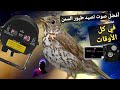 أفضل صوت لصيد طيور السمن 2022 Best sound for Alsommon hunting