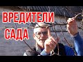 Топ вредителей моего сада / Инсектициды / Игорь Билевич