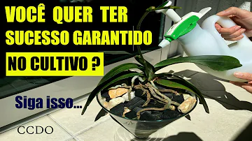 Onde devo colocar as orquídeas?