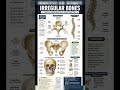 what is irregular bone and what are irregular bone? # Anatomy