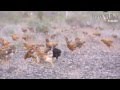 Ejército de pollos extermina plaga en China