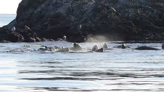 Orcas, sealions (bumpy video!). Nov 19, 2022. Near Whale Rocks, PNW