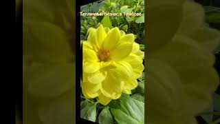 Тепличный бизнес в Тамбове#цветыдлядома #garden #петуния #цветы