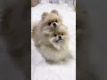 この曲がかかるとテンションが上がるポン🐶 #おすすめの曲 #ポメラニアン #犬のいる生活 #cute